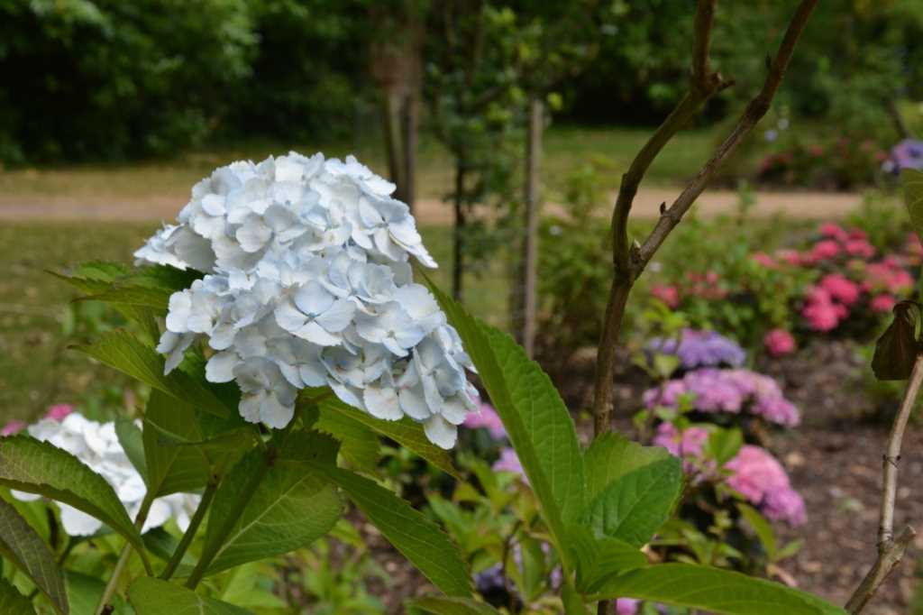 DSC_5277Mittel_.JPG